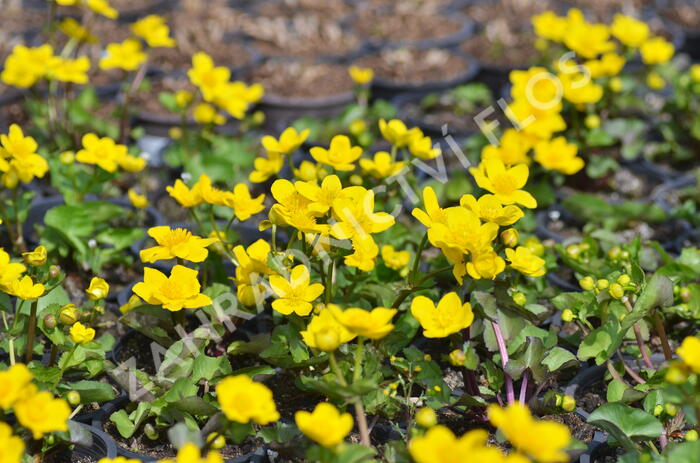 Blatouch bahenní - Caltha palustris
