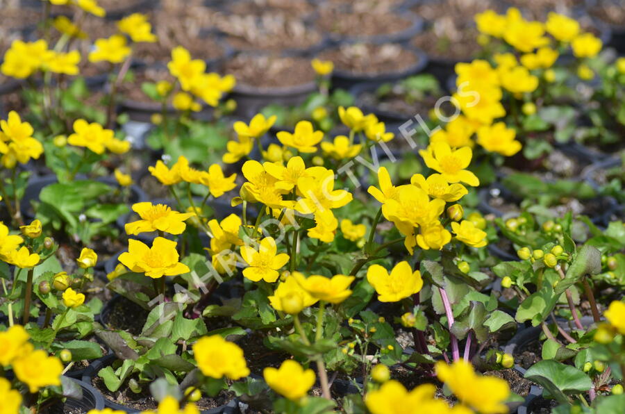 Blatouch bahenní - Caltha palustris