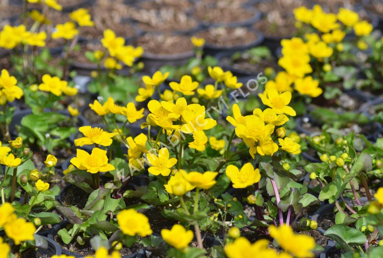 Blatouch bahenní - Caltha palustris