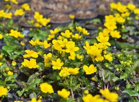 Blatouch bahenní - Caltha palustris