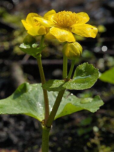 Blatouch bahenní - Caltha palustris