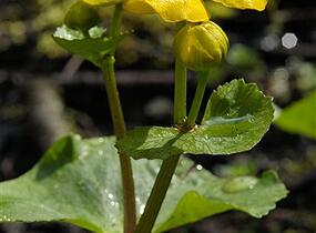 Blatouch bahenní - Caltha palustris