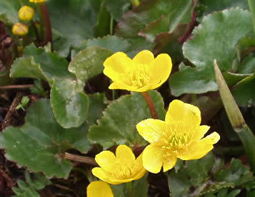 Blatouch bahenní - Caltha palustris