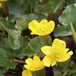 Blatouch bahenní - Caltha palustris