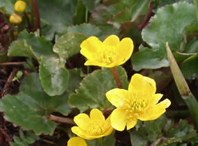 Blatouch bahenní - Caltha palustris