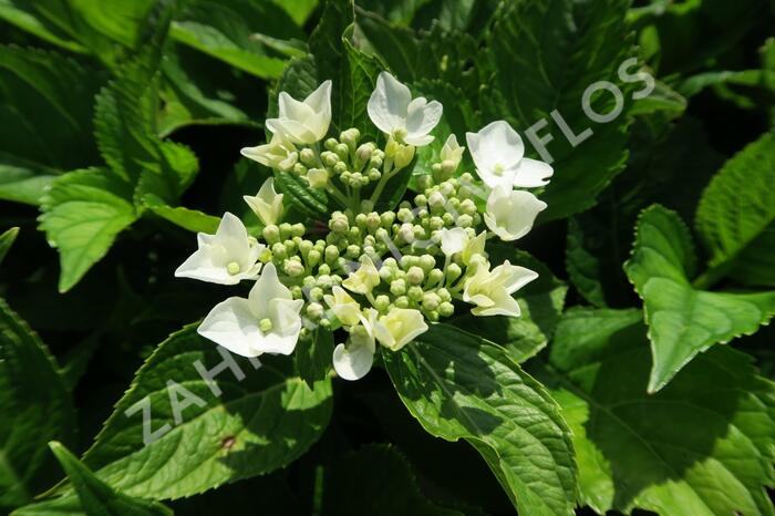 Hortenzie velkolistá 'Mariesii Grandiflora' - Hydrangea macrophylla 'Mariesii Grandiflora'