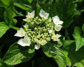 Hortenzie velkolistá 'Mariesii Grandiflora'