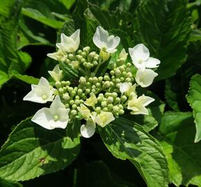 Hortenzie velkolistá 'Mariesii Grandiflora' - Hydrangea macrophylla 'Mariesii Grandiflora'