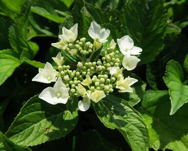 Hortenzie velkolistá 'Mariesii Grandiflora'