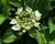 Hortenzie velkolistá 'Mariesii Grandiflora'
