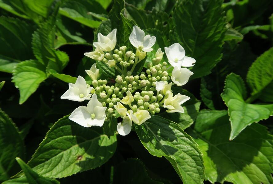 Hortenzie velkolistá 'Mariesii Grandiflora' - Hydrangea macrophylla 'Mariesii Grandiflora'