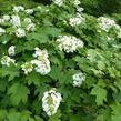 Hortenzie dubolistá 'Sikes Dwarf' - Hydrangea quercifolia 'Sikes Dwarf'