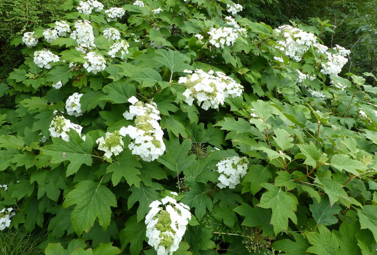 Hortenzie dubolistá 'Sikes Dwarf' - Hydrangea quercifolia 'Sikes Dwarf'