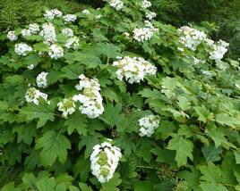 Hortenzie dubolistá 'Sikes Dwarf'