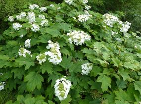 Hortenzie dubolistá 'Sikes Dwarf' - Hydrangea quercifolia 'Sikes Dwarf'