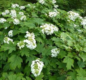 Hortenzie dubolistá 'Sikes Dwarf' - Hydrangea quercifolia 'Sikes Dwarf'