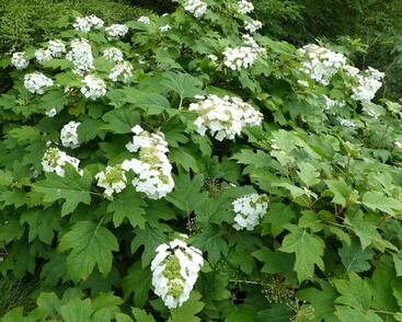 Hortenzie dubolistá 'Sikes Dwarf'