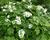 Hortenzie dubolistá 'Sikes Dwarf'