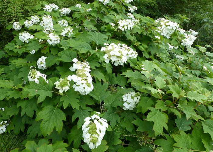 Hortenzie dubolistá 'Sikes Dwarf' - Hydrangea quercifolia 'Sikes Dwarf'