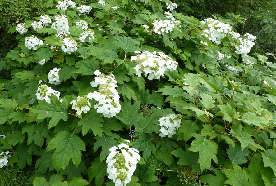 Hortenzie dubolistá 'Sikes Dwarf' - Hydrangea quercifolia 'Sikes Dwarf'