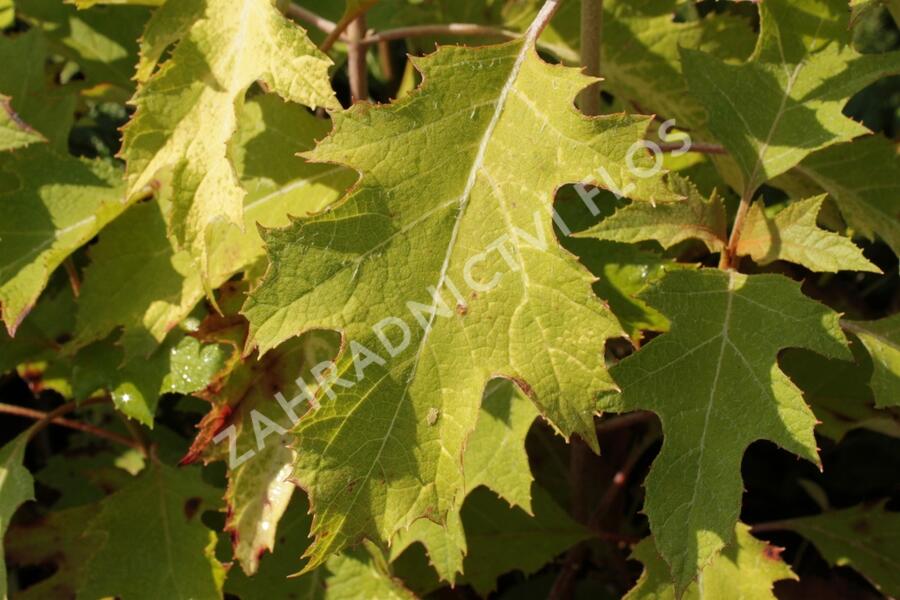 Hortenzie dubolistá 'Ice Crystal' - Hydrangea quercifolia 'Ice Crystal'