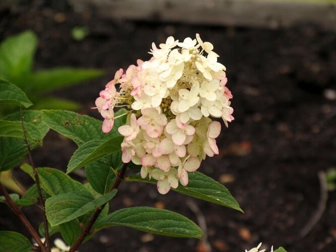 Hortenzie latnatá 'Pink Diamond' - Hydrangea paniculata 'Pink Diamond'