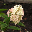 Hortenzie latnatá 'Pink Diamond' - Hydrangea paniculata 'Pink Diamond'