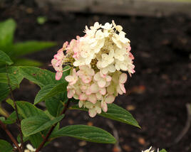 Hortenzie latnatá 'Pink Diamond'