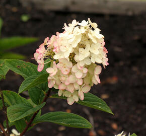 Hortenzie latnatá 'Pink Diamond' - Hydrangea paniculata 'Pink Diamond'