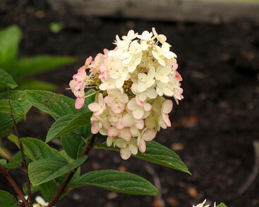 Hortenzie latnatá 'Pink Diamond'