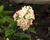 Hortenzie latnatá 'Pink Diamond'