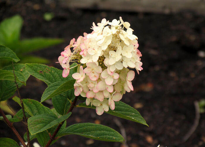 Hortenzie latnatá 'Pink Diamond' - Hydrangea paniculata 'Pink Diamond'