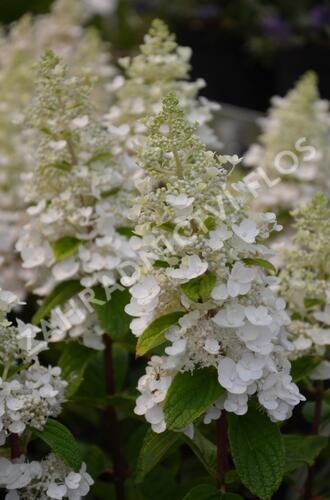 Hortenzie latnatá 'Baby Lace' - Hydrangea paniculata 'Baby Lace'