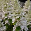 Hortenzie latnatá 'Baby Lace' - Hydrangea paniculata 'Baby Lace'
