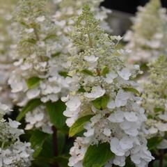 Hortenzie latnatá 'Baby Lace' - Hydrangea paniculata 'Baby Lace'