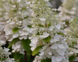 Hortenzie latnatá 'Baby Lace'