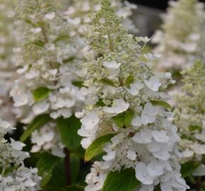 Hortenzie latnatá 'Baby Lace' - Hydrangea paniculata 'Baby Lace'