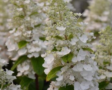 Hortenzie latnatá 'Baby Lace'