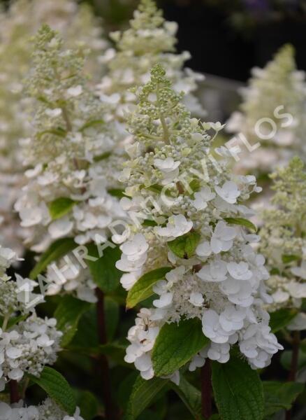 Hortenzie latnatá 'Baby Lace' - Hydrangea paniculata 'Baby Lace'