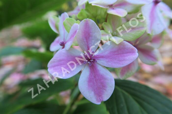 Hortenzie velkolistá 'Peppermint' - Hydrangea macrophylla 'Peppermint'