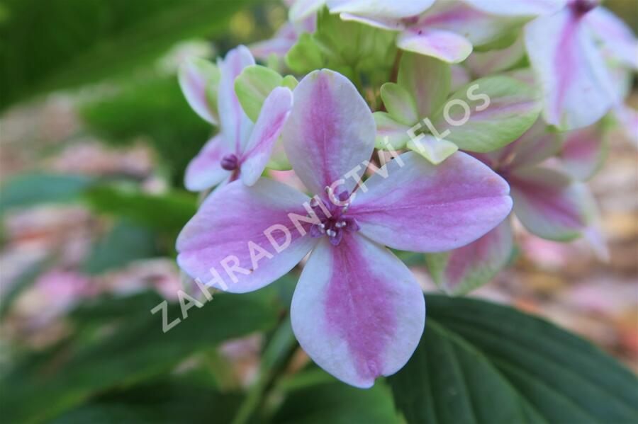 Hortenzie velkolistá 'Peppermint' - Hydrangea macrophylla 'Peppermint'