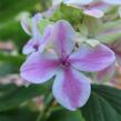 Hortenzie velkolistá 'Peppermint' - Hydrangea macrophylla 'Peppermint'