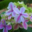 Hortenzie velkolistá 'Peppermint' - Hydrangea macrophylla 'Peppermint'