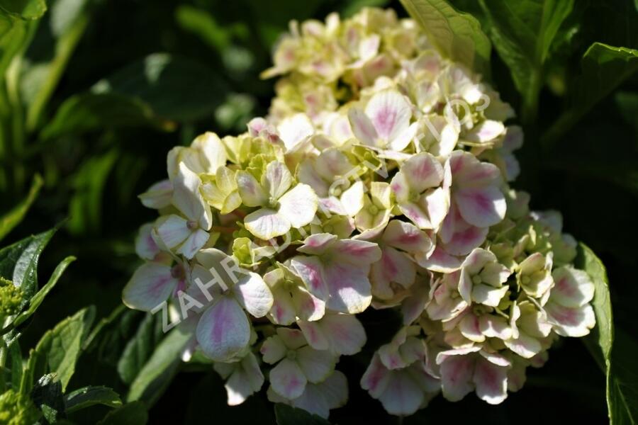 Hortenzie velkolistá 'Peppermint' - Hydrangea macrophylla 'Peppermint'