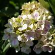 Hortenzie velkolistá 'Peppermint' - Hydrangea macrophylla 'Peppermint'