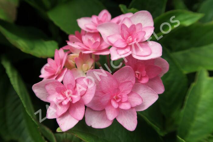 Hortenzie velkolistá 'You & Me Expression' - Hydrangea macrophylla 'You & Me Expression'