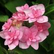 Hortenzie velkolistá 'You & Me Expression' - Hydrangea macrophylla 'You & Me Expression'