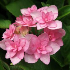 Hortenzie velkolistá 'You & Me Expression' - Hydrangea macrophylla 'You & Me Expression'