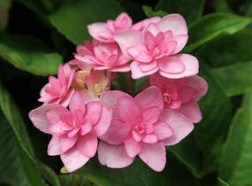 Hortenzie velkolistá 'You & Me Expression' - Hydrangea macrophylla 'You & Me Expression'