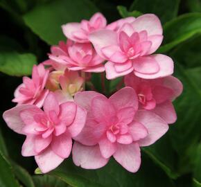 Hortenzie velkolistá 'You & Me Expression' - Hydrangea macrophylla 'You & Me Expression'